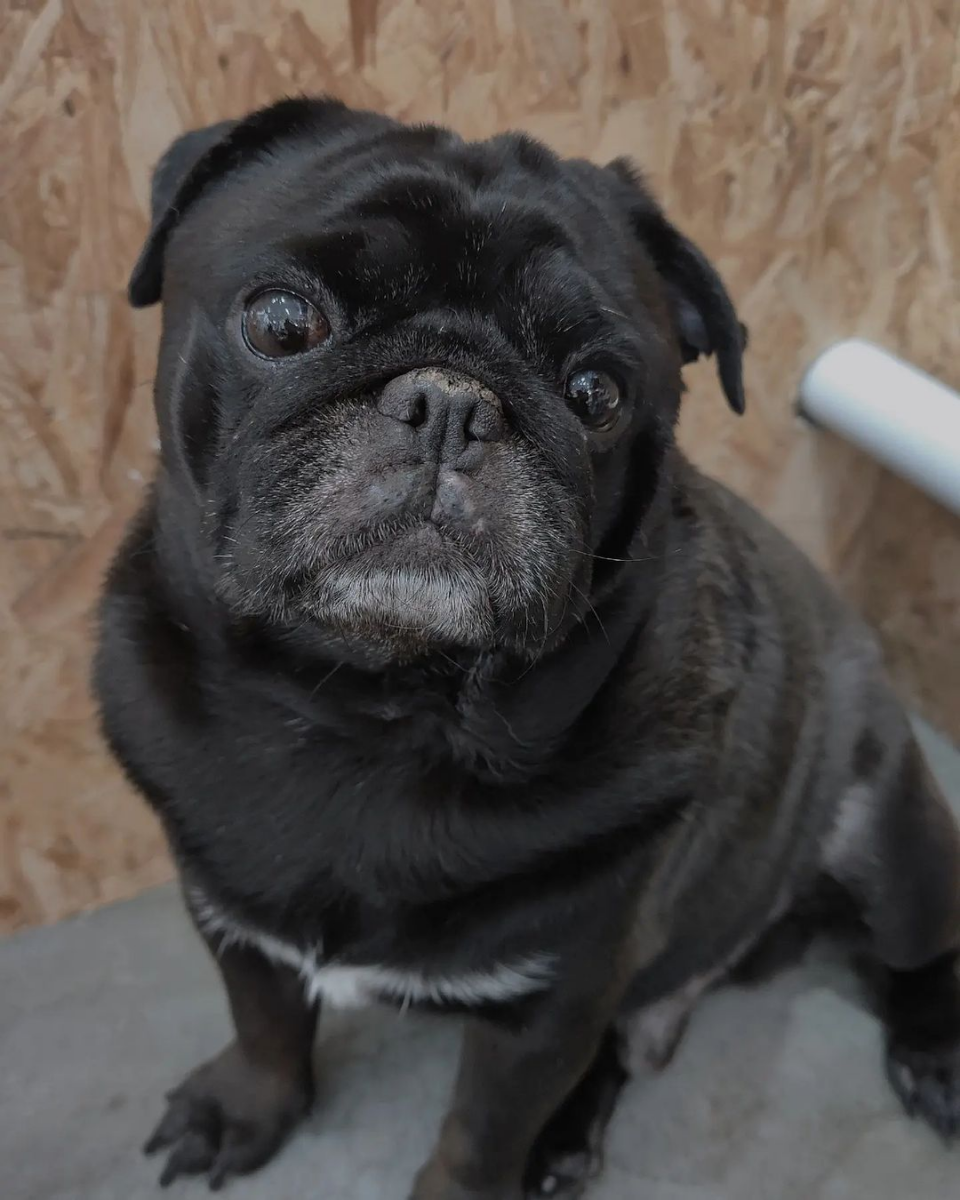 What The Pug dog cafe in Singapore