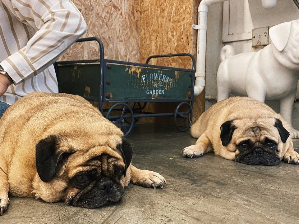 What The Pug dog cafe in Singapore
