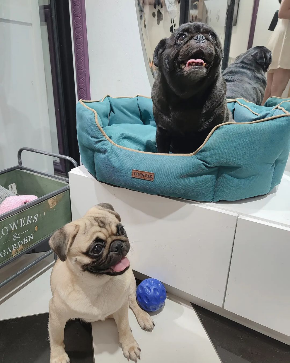 What The Pug dog cafe in Singapore