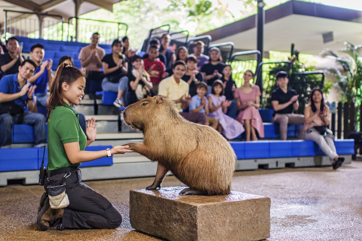 Capybara at River Wonders Singapore