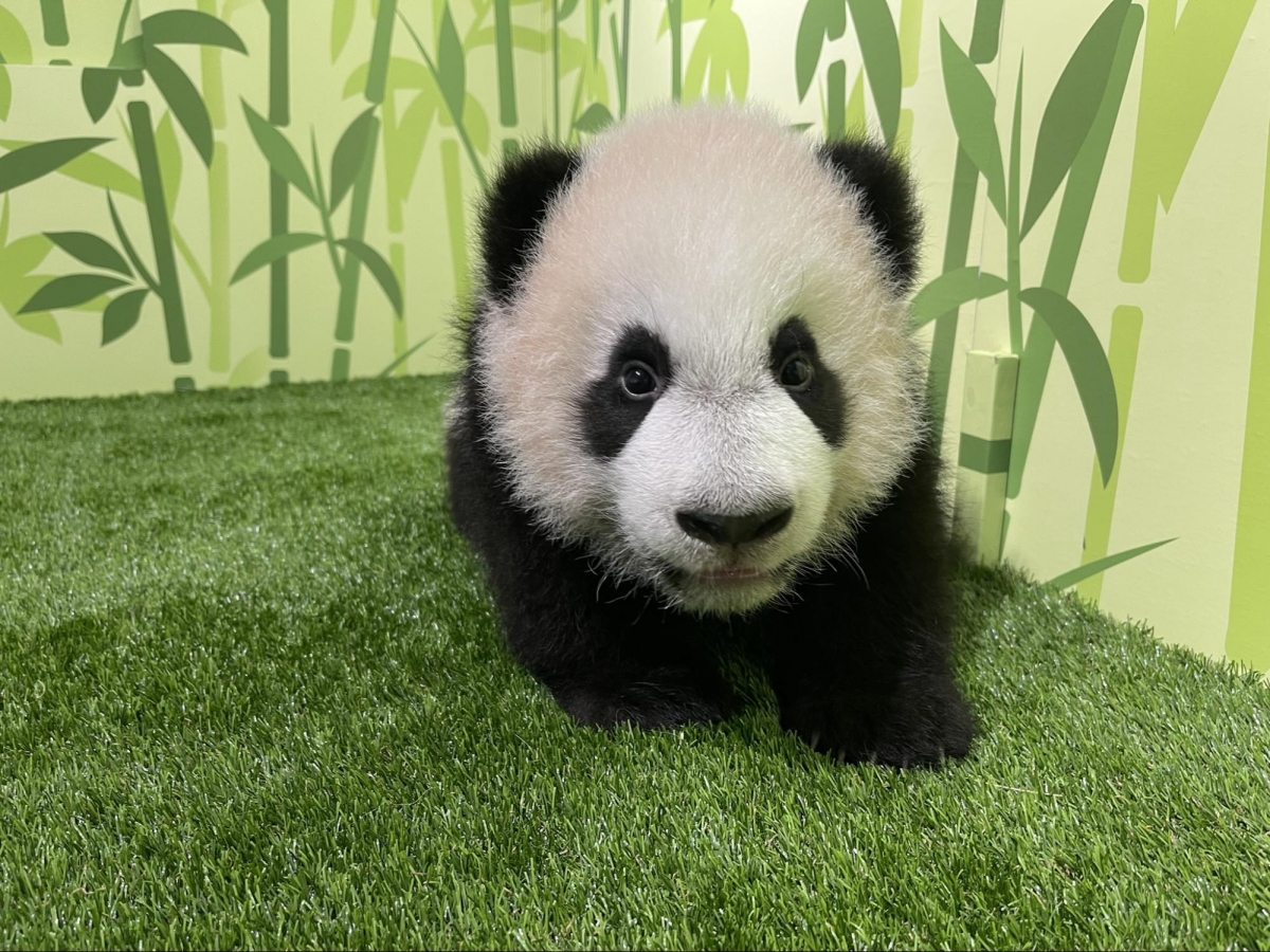 Baby panda Le Le at River Wonders