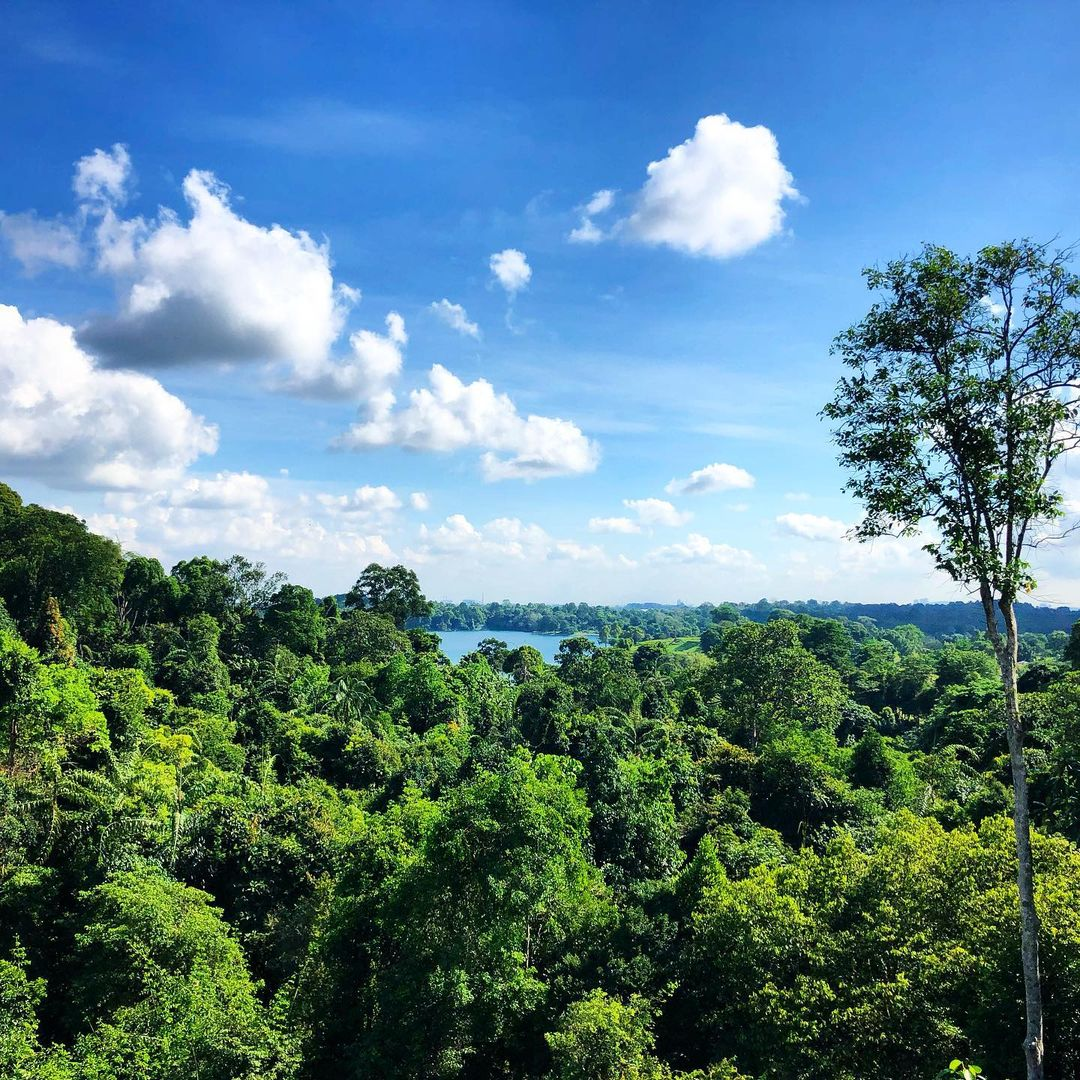 MacRitchie TreeTop Walk Singapore