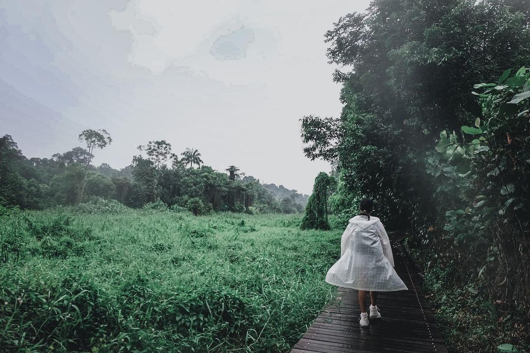 MacRitchie Reservoir Park Singapore