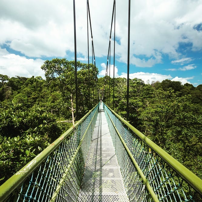 MacRitchie TreeTop Walk Singapore