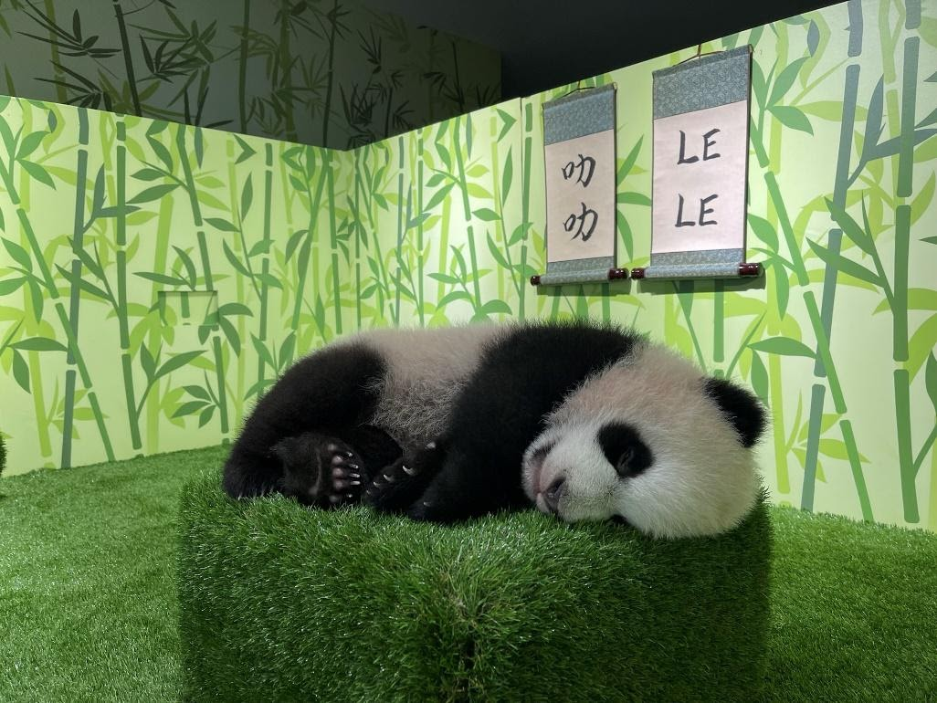 Baby panda Le Le at River Wonders