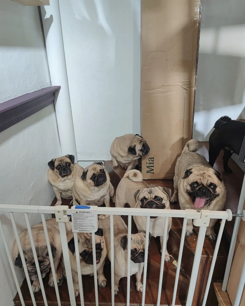 What The Pug dog cafe in Singapore