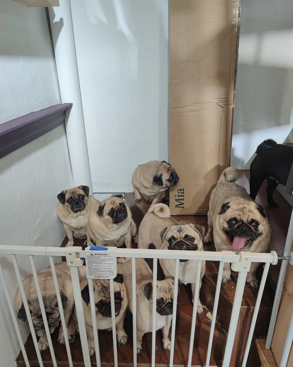 What The Pug Is Singapore S First Pug Cafe Tix Include Free Drink Polaroid Girlstyle Singapore