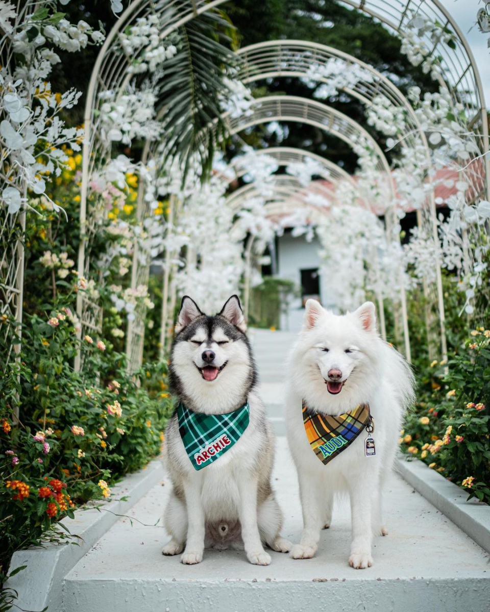 Under Der Linden Singapore