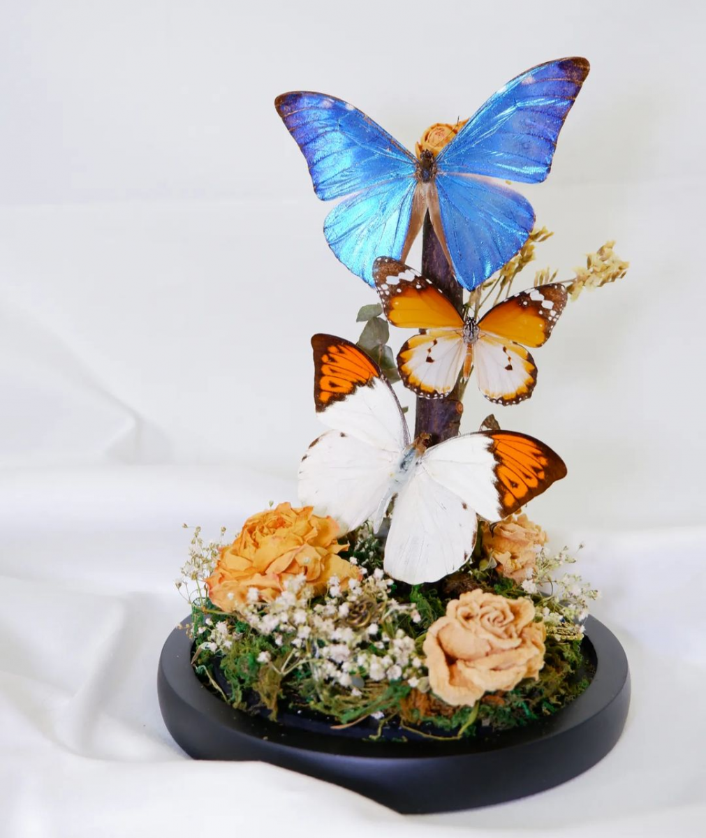 Butterfly dome taxidermy workshop Singapore