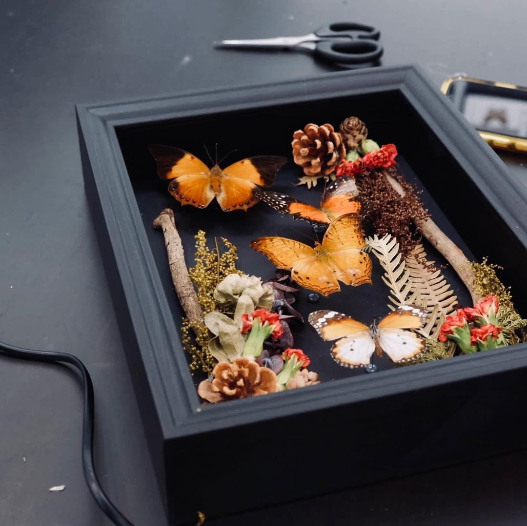 Butterfly frame taxidermy workshop Singapore