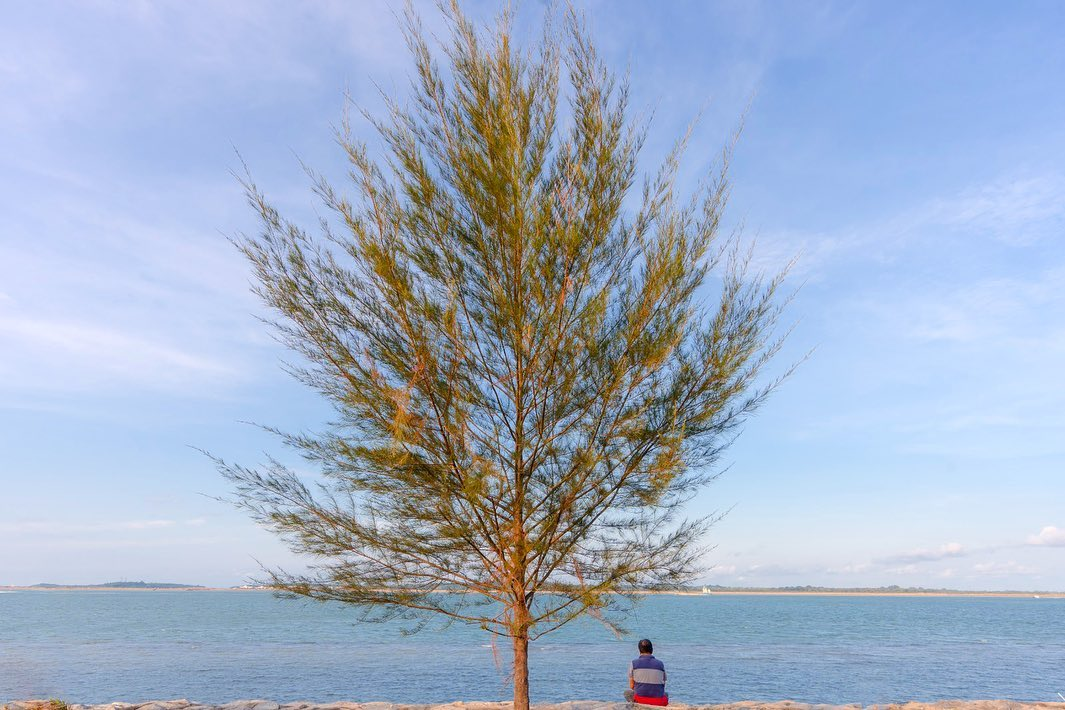 Changi Bay Point lone tree