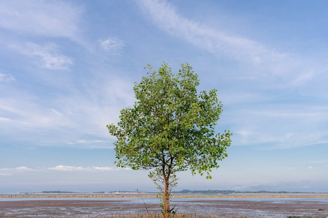 Changi Bay Point lone tree