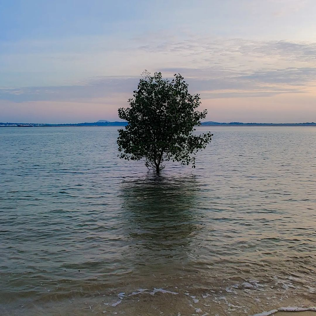 Changi Bay Point floating tree