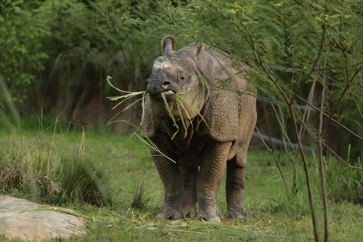 Newari munches on some elephant grass at Night Safari's Indian rhino habitat