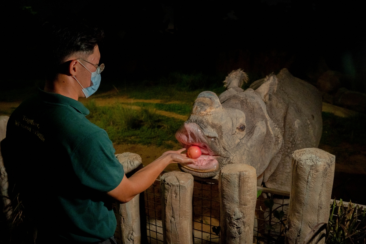 Night Safari's Senior Keeper, Gao Hui, feeds an apple to Indian Rhinoceros Newari