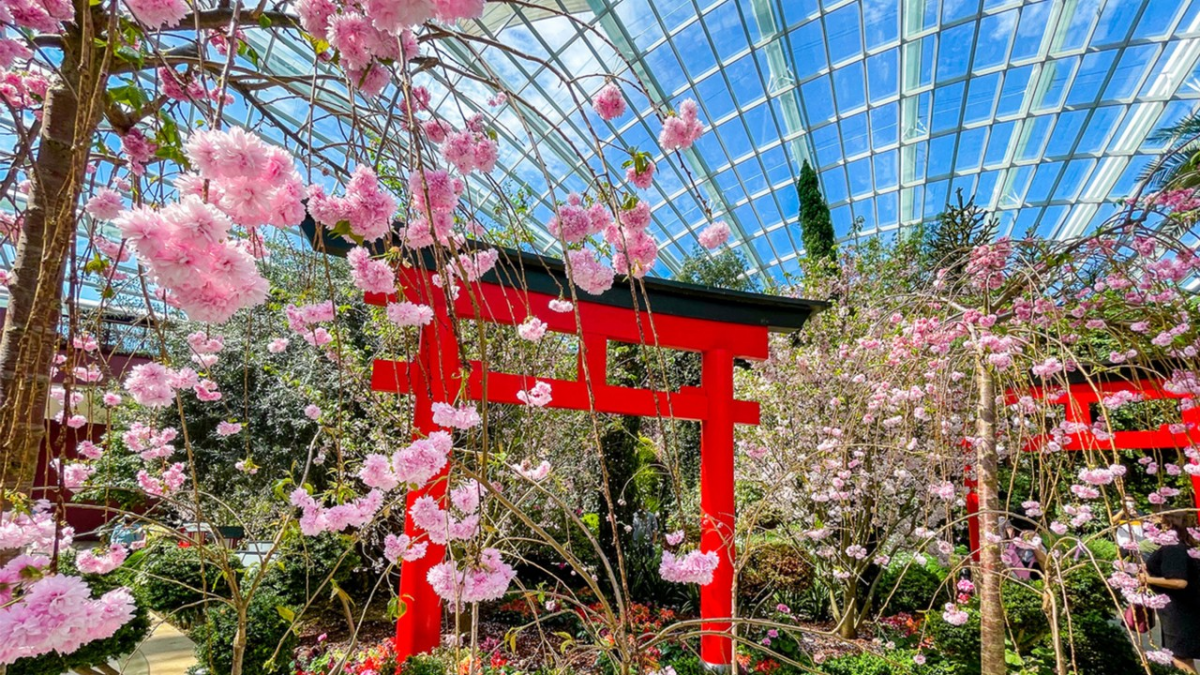 Sakura at Gardens by the Bay Flower Dome 2022