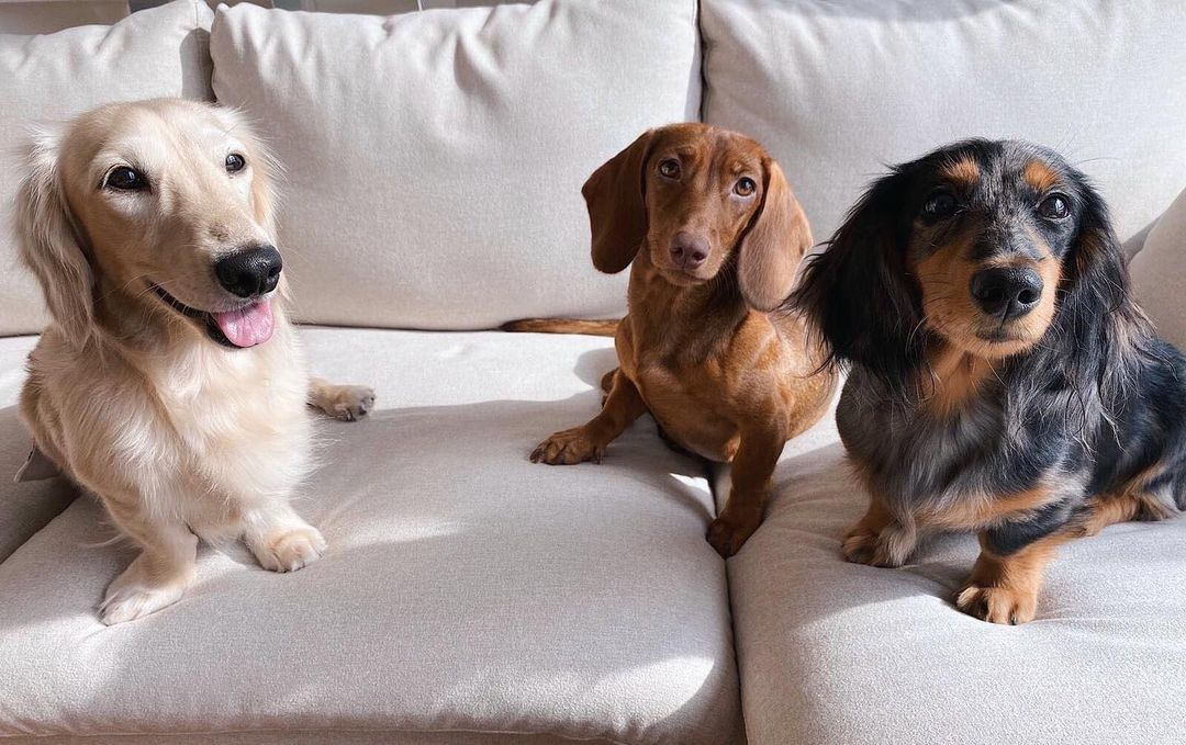 Furpal Singapore dog borrowing