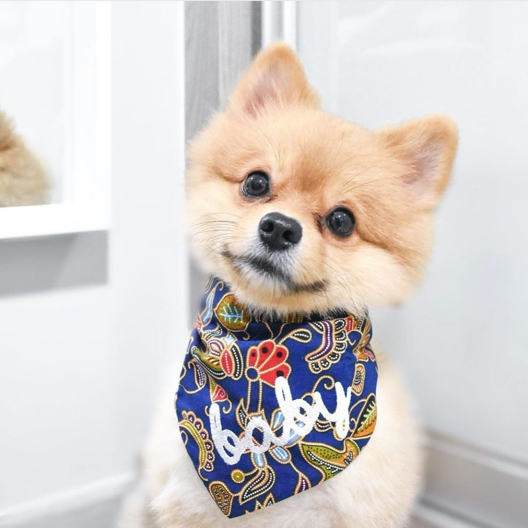 Furpal Singapore dog borrowing