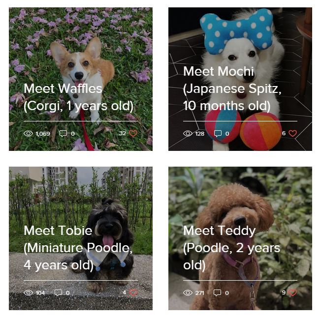 Furpal Singapore dog borrowing