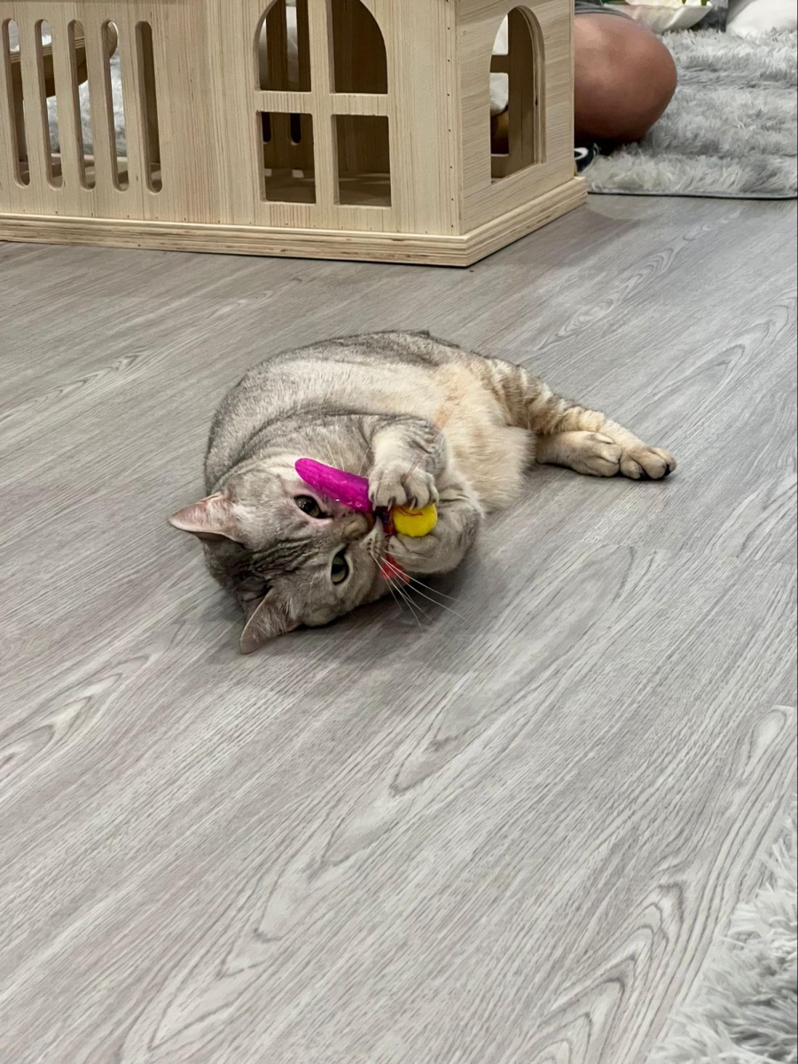 Cat Paradise Singapore - cat cafe & adoption centre
