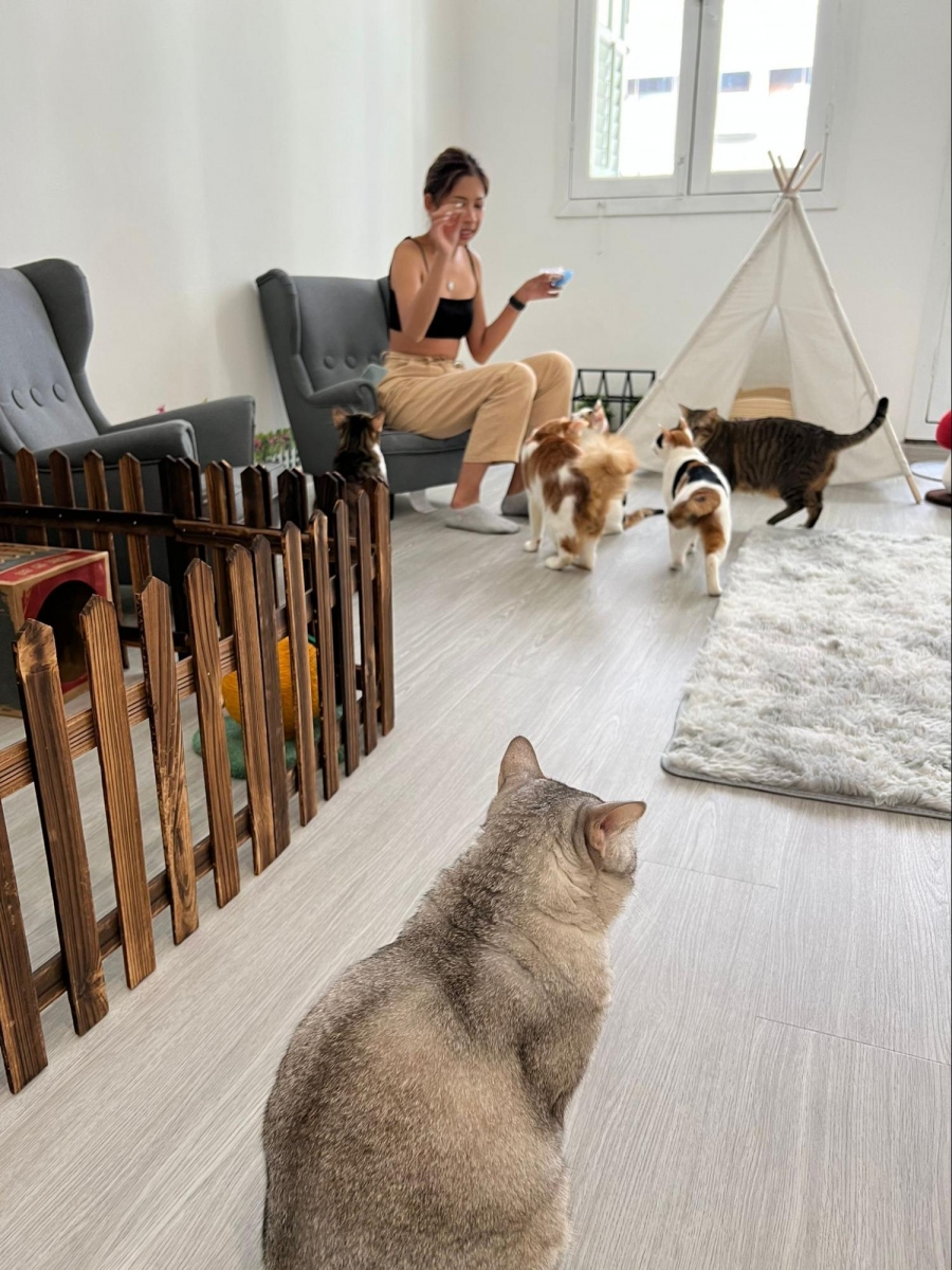Cat Paradise Singapore - cat cafe & adoption centre