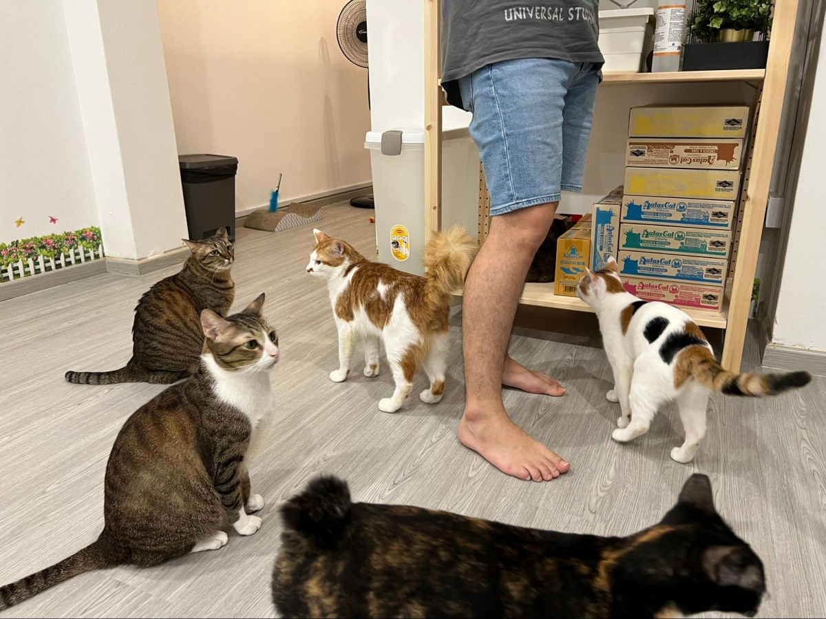 Cat Paradise Singapore - cat cafe & adoption centre
