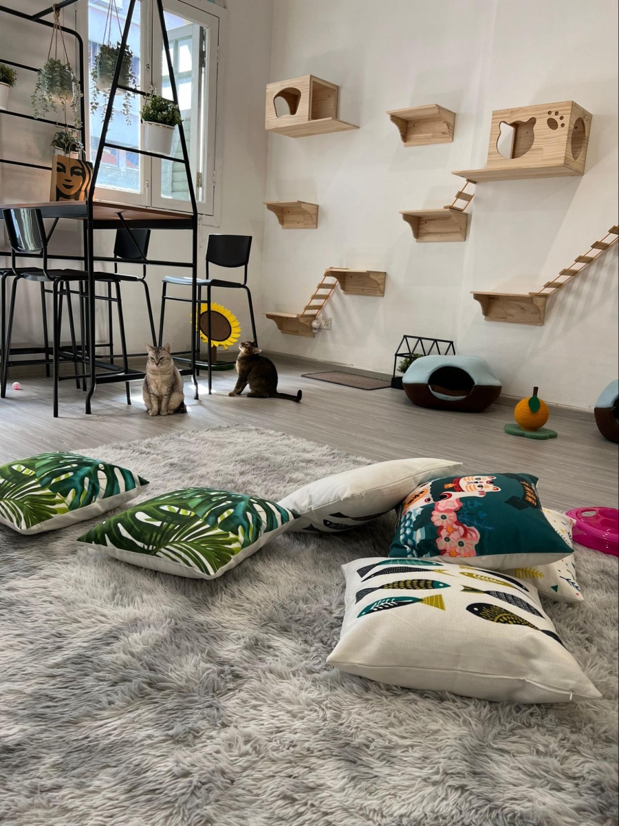 Cat Paradise Singapore - cat cafe & adoption centre