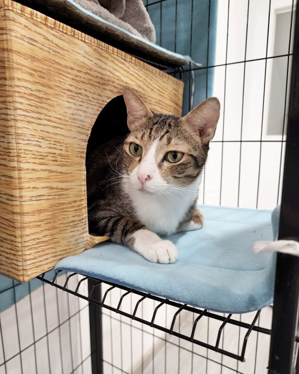 Cat Paradise Singapore - cat cafe & adoption centre