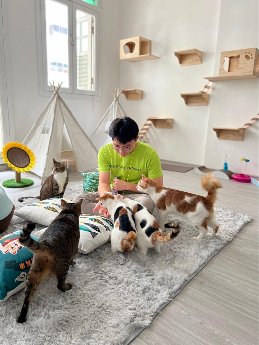 Cat Paradise Singapore - cat cafe & adoption centre