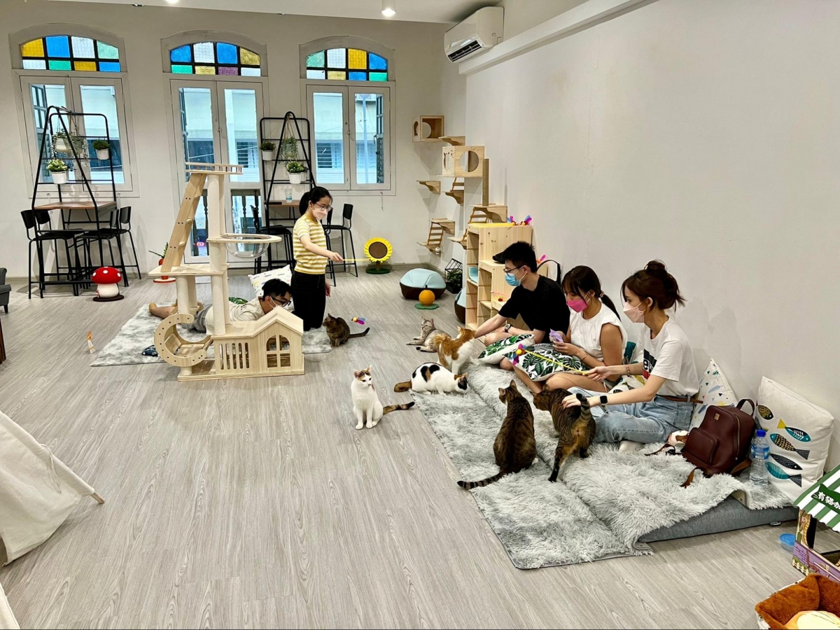 Cat Paradise Singapore - cat cafe & adoption centre
