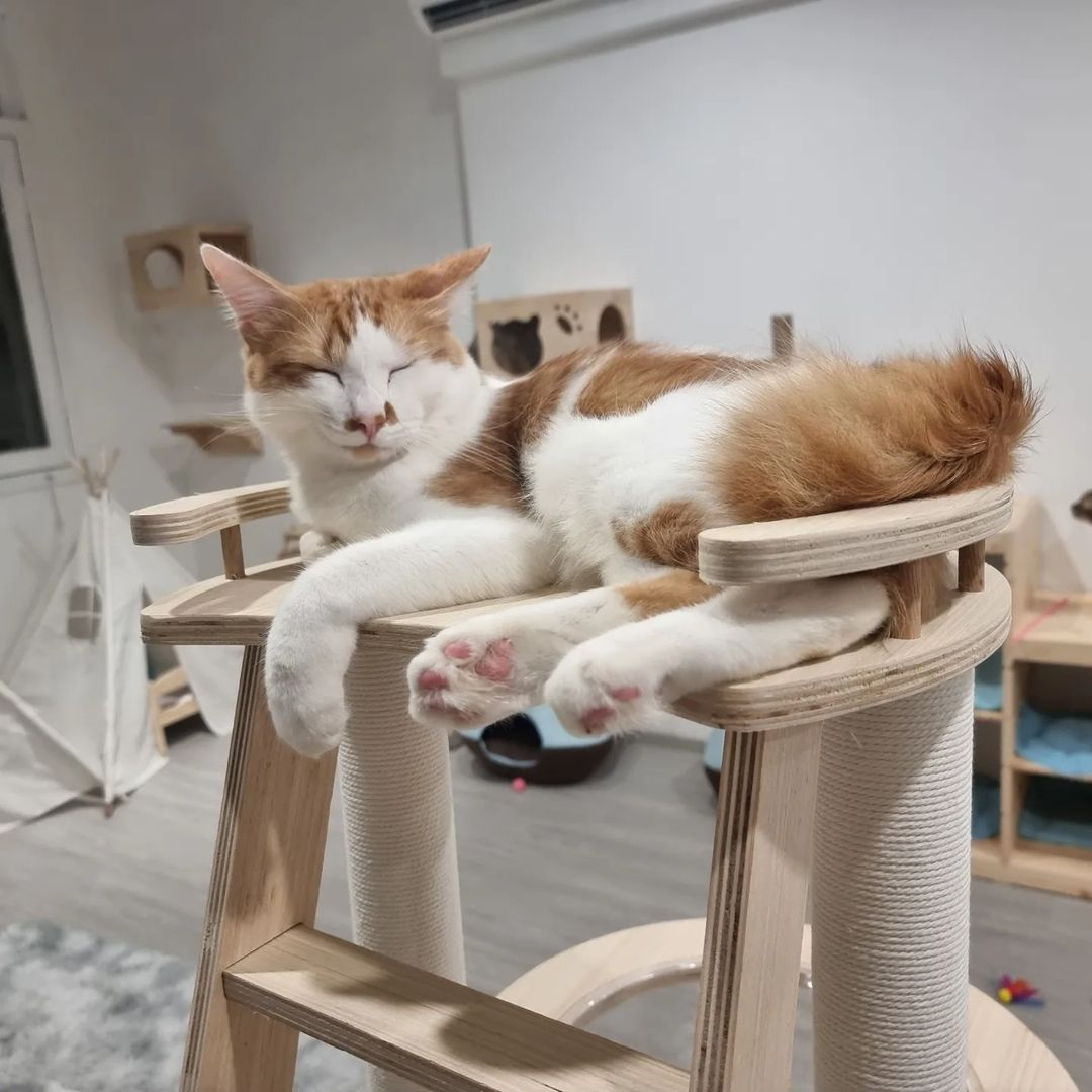 Cat Paradise Singapore - cat cafe & adoption centre