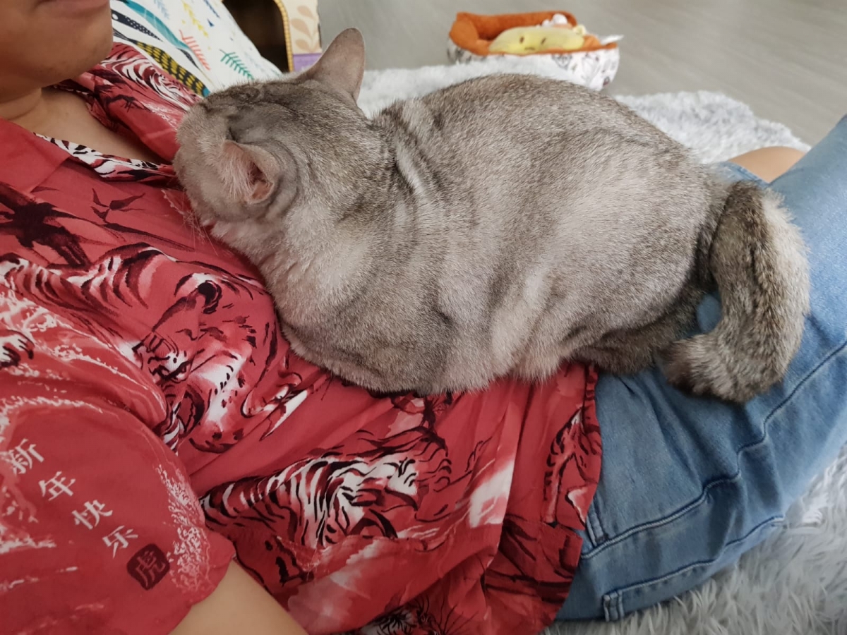 Cat Paradise Singapore - cat cafe & adoption centre
