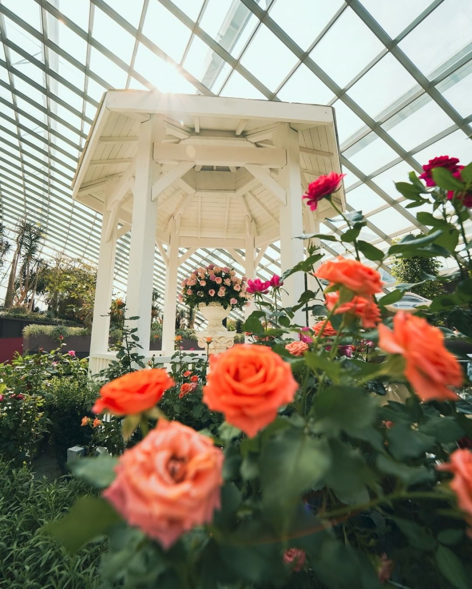 Rose Romance Gardens by the Bay
