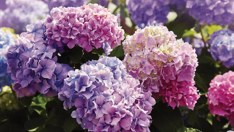 Hydrangea Holidays at Gardens by the Bay