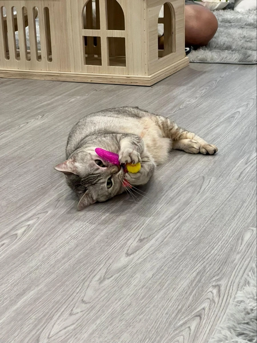 Cat Paradise Singapore