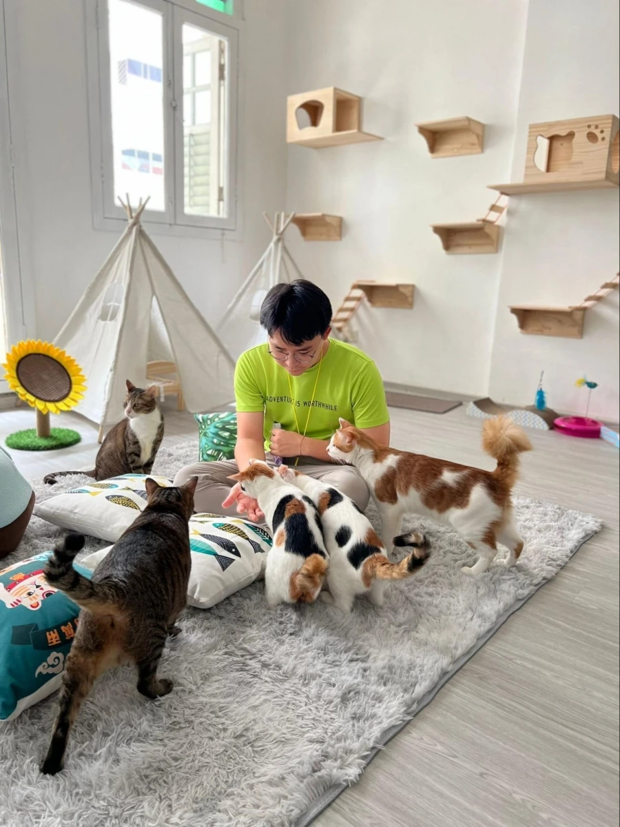 Cat Paradise Singapore