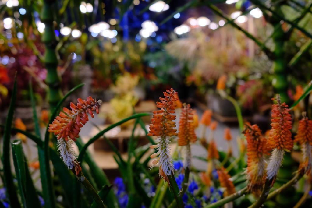 Vessel Garden display at ION Orchard - Singapore Garden Festival 2022