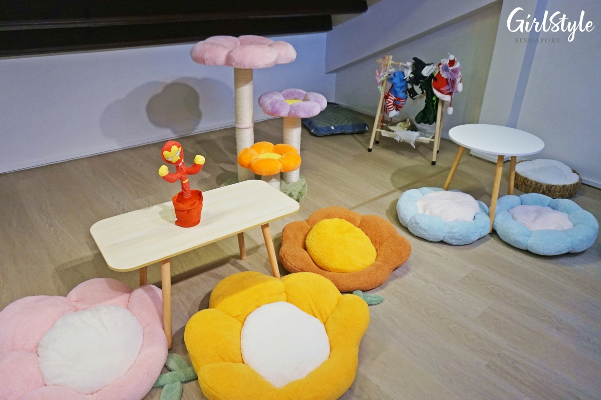 Truly Dolls Ragdoll Cat Cafe in Singapore