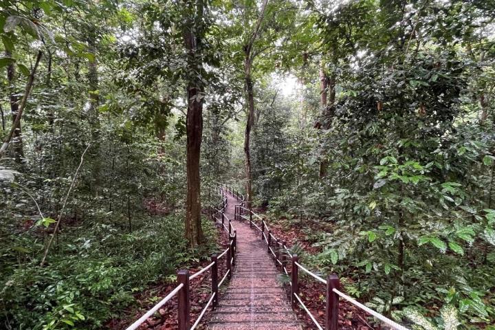 Gaharu Trail at Rifle Range Nature Park