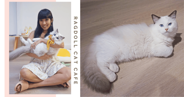 Singapore’s First Ragdoll-Only Cat Cafe Now Open With Fluffy & Affectionate Pedigree Kittens To Cuddle