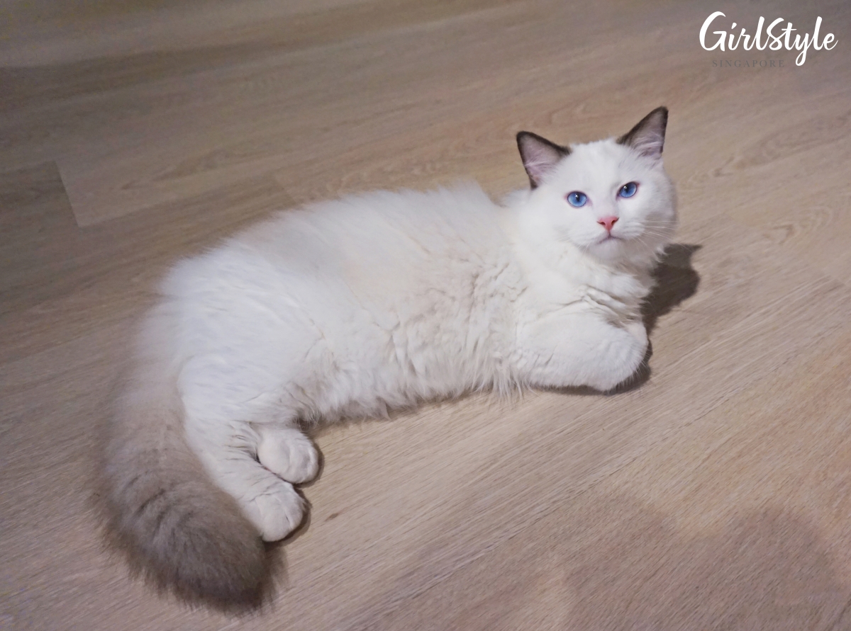Truly Dolls Ragdoll Cat Cafe in Singapore