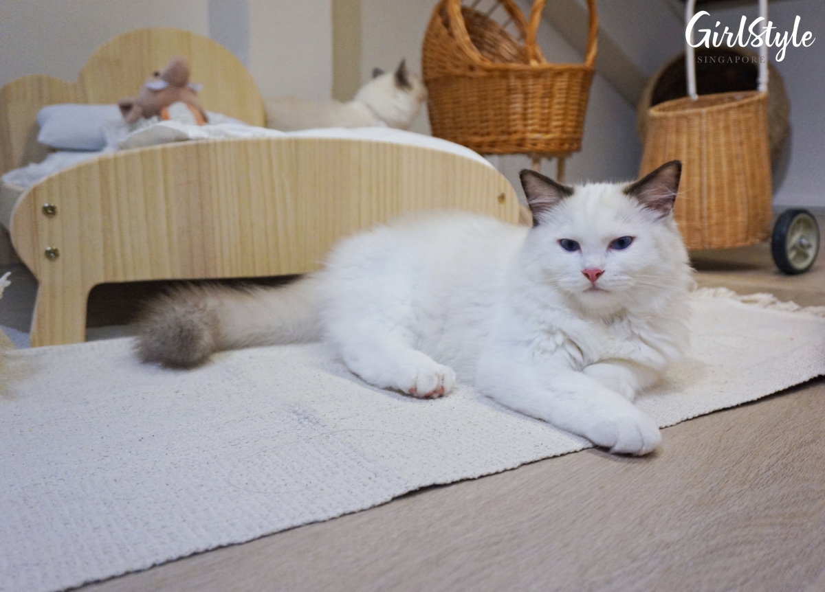Truly Dolls Ragdoll Cat Cafe in Singapore