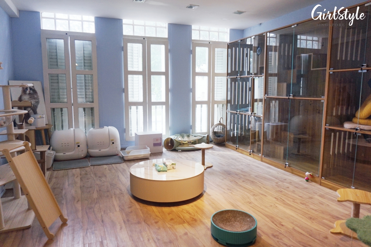 Truly Dolls Ragdoll Cat Cafe in Singapore