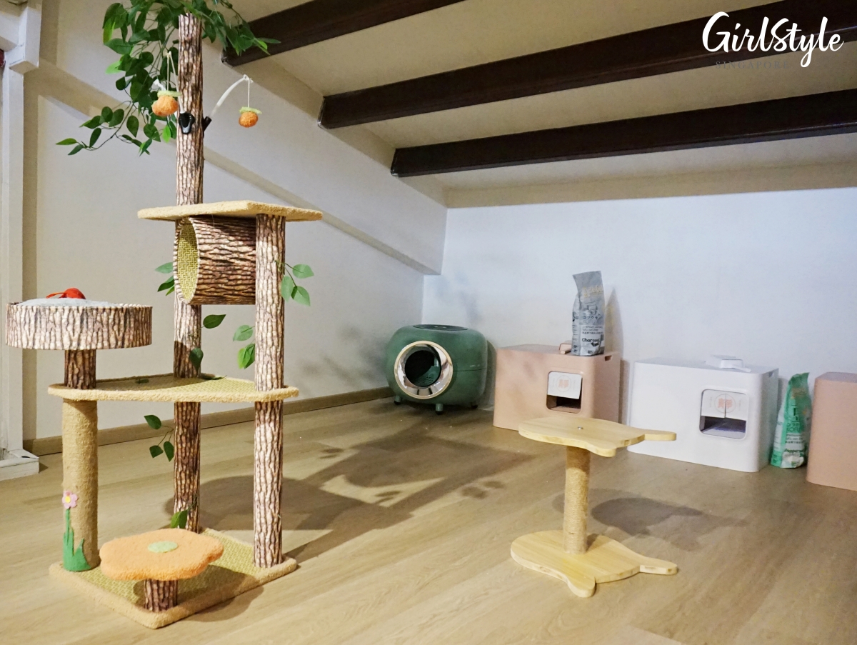 Truly Dolls Ragdoll Cat Cafe in Singapore