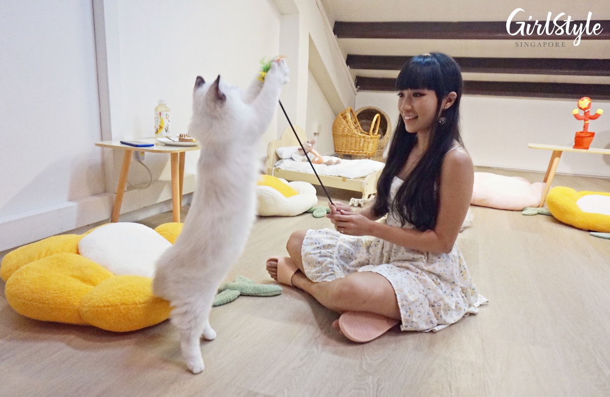 Truly Dolls Ragdoll Cat Cafe in Singapore