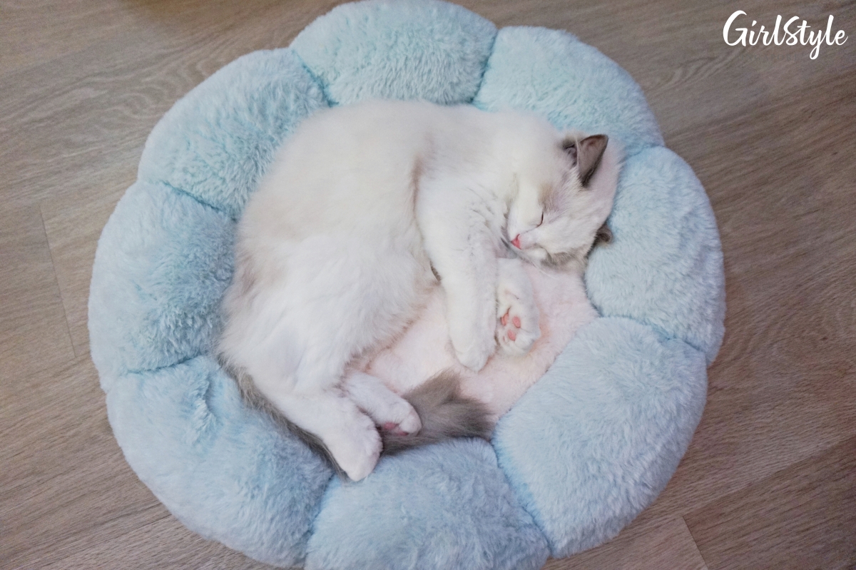 Truly Dolls Ragdoll Cat Cafe in Singapore