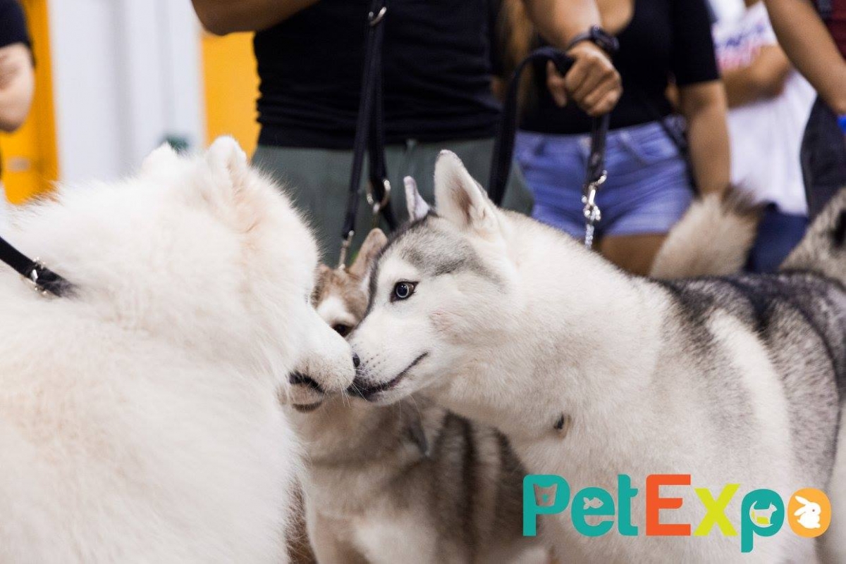 PetExpo