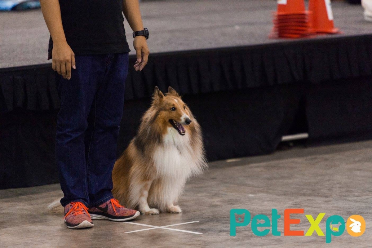 PetExpo