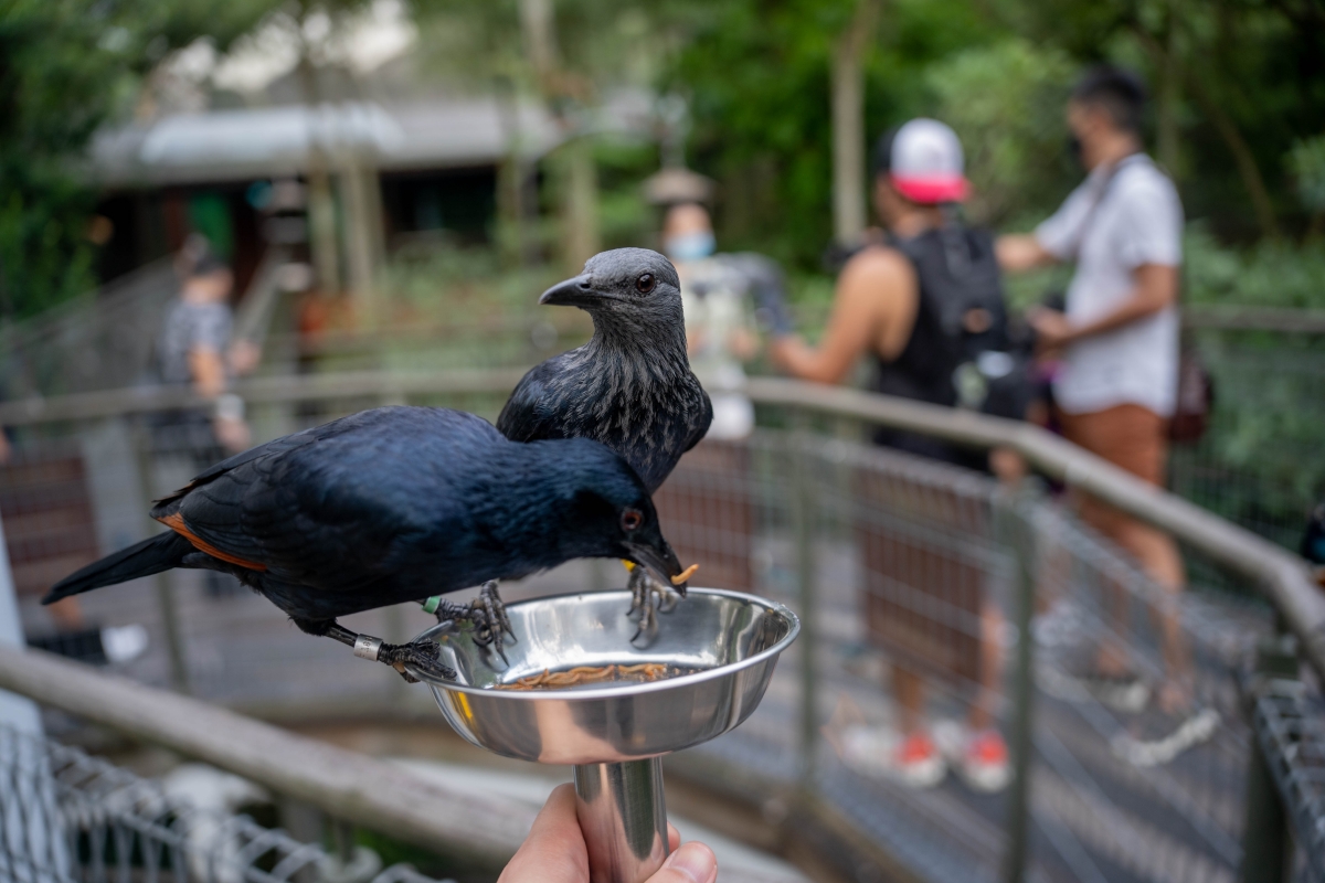 Jurong Bird Park