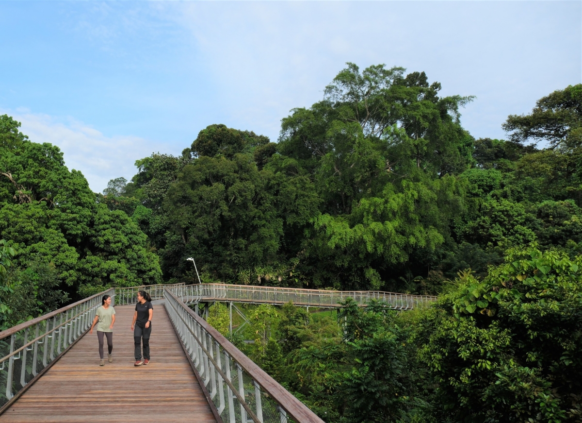 Rambai Boardwalk at Rifle Range Nature Park
